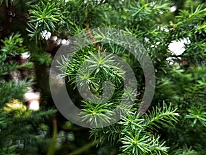 Cryptomeria japonica that grow very easy in the park at rainy seasons