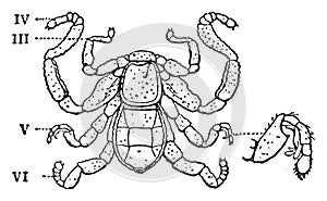 Cryptostemma Karschii, vintage illustration