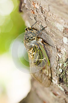 Cryptotympana facialis