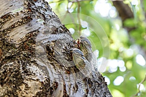 Cryptotympana facialis