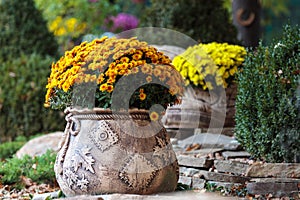 Crysanthemnum flower pot. Fall garden decor plant photo