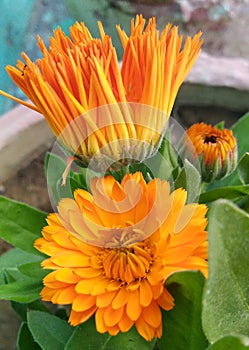 Crysanthemum flower with buds