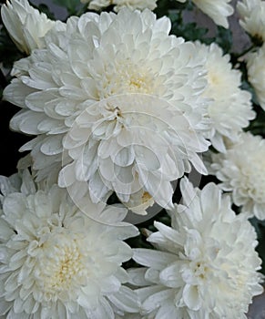 Crysanthemum Morifolium white flower