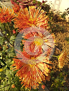 Crysanthemum shaded pretty flowers