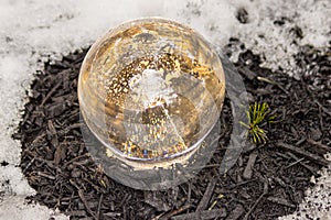 Crystal Ball and Pine Seedling