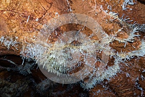 Crystal Cave from Farcu Mine, Calcite Crystal Cave