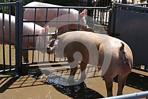 Crystal clear domestic pigs looking over iron fences after skin washing