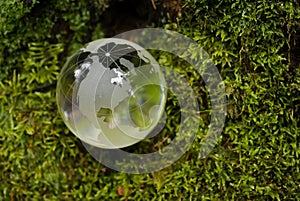 Crystal-clear globe on green moss