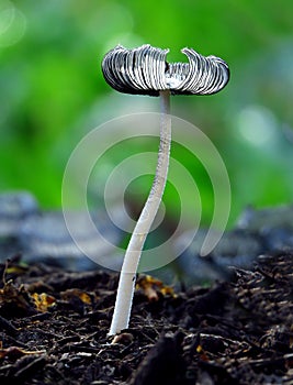 Crystal clear Mushroom is green back ground