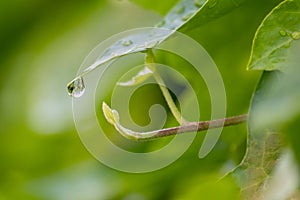 Crystal clear rain drops on a green leaf with lotus effect in a common garden shows healthy environment after rain purity fresh