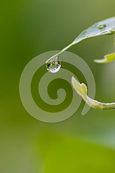 Crystal clear rain drops on a green leaf with lotus effect in a common garden shows healthy environment after rain purity fresh