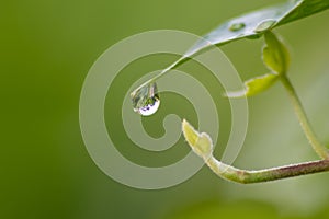 Crystal clear rain drops on a green leaf with lotus effect in a common garden shows healthy environment after rain purity fresh