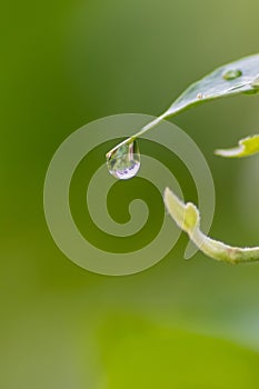 Crystal clear rain drops on a green leaf with lotus effect in a common garden shows healthy environment after rain purity fresh