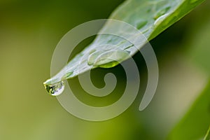 Crystal clear rain drops on a green leaf with lotus effect in a common garden shows healthy environment after rain purity fresh