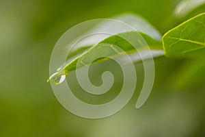 Crystal clear rain drops on a green leaf with lotus effect in a common garden shows healthy environment after rain purity fresh