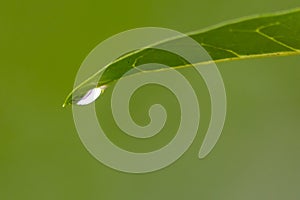 Crystal clear rain drops on a green leaf with lotus effect in a common garden shows healthy environment after rain purity fresh