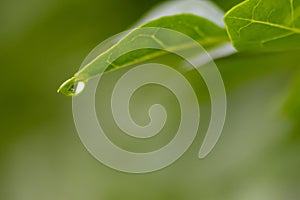 Crystal clear rain drops on a green leaf with lotus effect in a common garden shows healthy environment after rain purity fresh