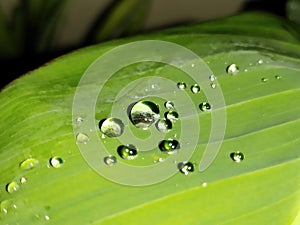 Crystal clear rain drops are on the leaf veins of canna lily.