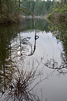 Crystal clear reflections of trees in still water of Thetis Lake on misty December morning