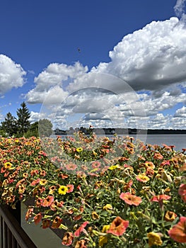 Clouds on Lake Simcoe in Barrie, Ontario with Orange Flowers in the Foreground photo