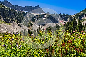 Crystal Clear Snow Lake Views, Mt Rainier National Park, Washington