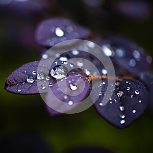 Crystal clear water drop on leaf with blurred background.