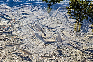 Crystal Clear Water Of Lake. Underwater Lake Bottom.