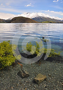 Crystal Clear Water, Lake Wanaka New Zealand