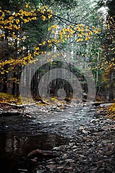 Crystal clear water of mountain river among fall woods in the Carpathian mountains in fog