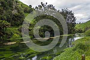 Crystal clear water in New Zealand`s Blue Spring, Waihou River and beautiful landscape surrounding