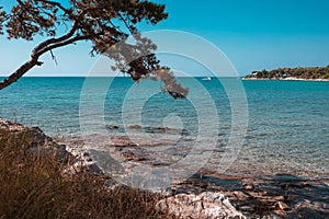 Crystal Clear Water Rocky Beach, Grass and Pine Trees in Savudrija, Croatia