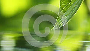 Crystal clear water rolls over green leaf and