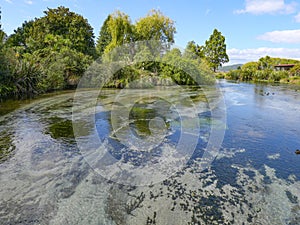 The crystal clear waters of Hamurana Springs, Rotorua, New Zealand photo