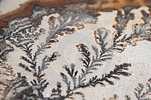 Macro of Textured Dendrite photo