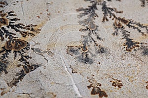 Close Texture of a Dendrite photo