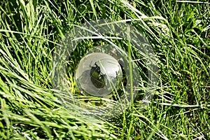 Crystal globe in dense grass