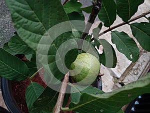 Crystal guava grows healthily in the yard