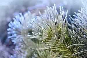 Crystal hoarfrost on fir tree. Frost covered spruce branches. Snow winter background. Nature forest light landscape