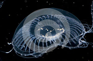 Crystal Jellyfish