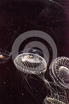 Crystal jellyfish Aequorea victoria is a bioluminescent hydrozoan jellyfish