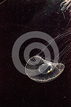 Crystal jellyfish Aequorea victoria is a bioluminescent hydrozoan jellyfish