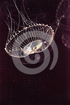 Crystal jellyfish Aequorea victoria is a bioluminescent hydrozoan jellyfish