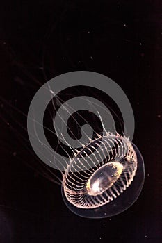 Crystal jellyfish Aequorea victoria is a bioluminescent hydrozoan jellyfish