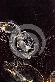 Crystal jellyfish Aequorea victoria is a bioluminescent hydrozoan jellyfish