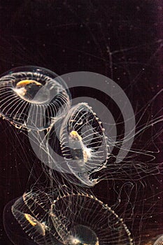 Crystal jellyfish Aequorea victoria is a bioluminescent hydrozoan jellyfish