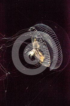 Crystal jellyfish Aequorea victoria is a bioluminescent hydrozoan jellyfish