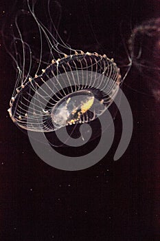 Crystal jellyfish Aequorea victoria is a bioluminescent hydrozoan jellyfish