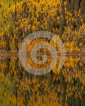 Crystal Lake Colorado Yellow Aspen Trees