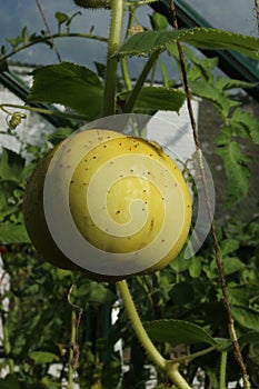 Crystal lemon cucumber fruit in greenhouse