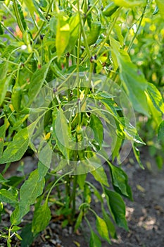 Crystal organic chili pepper ingredients cuisines